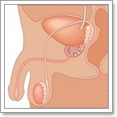 мужская половая система